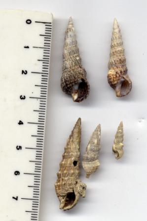 Cerithium?